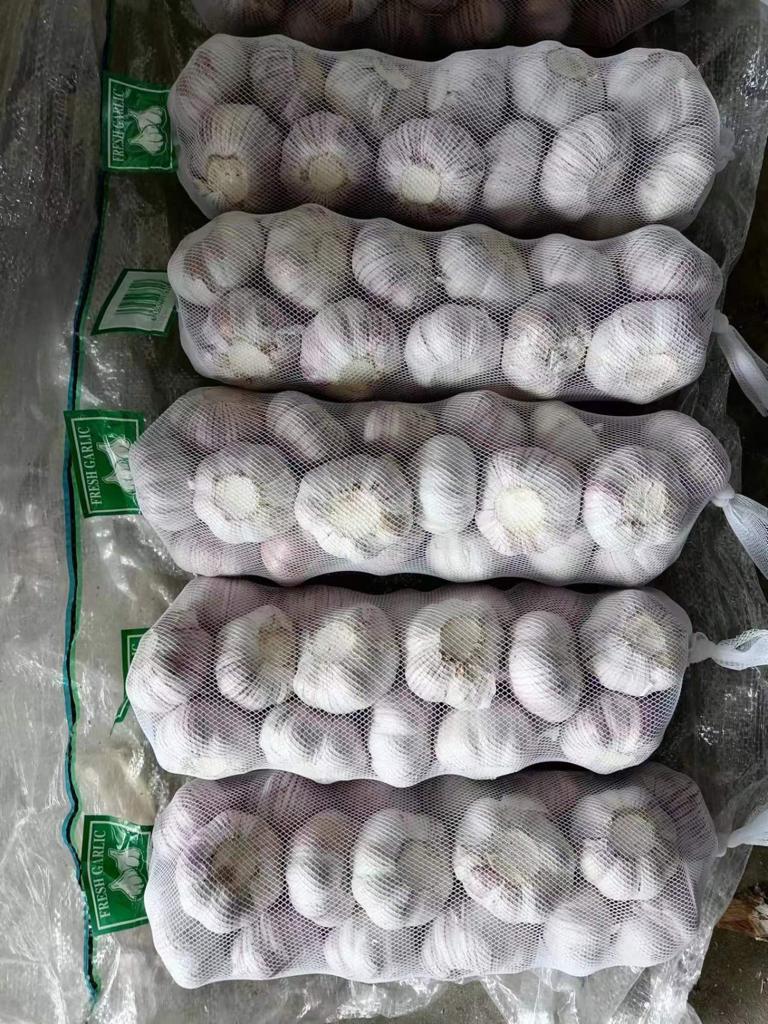 Fresh Garlic Bulbs